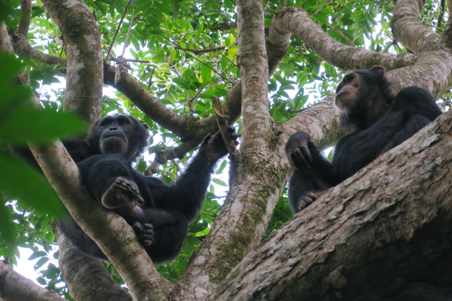 Chimpancés machos patrullando su territorio en Gombe