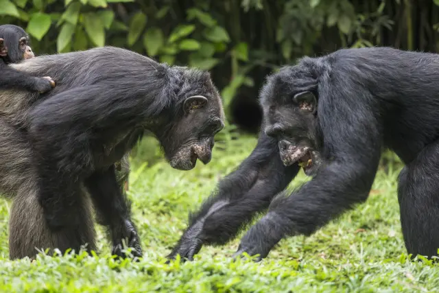 La Guerra de los Chimpancés de Gombe