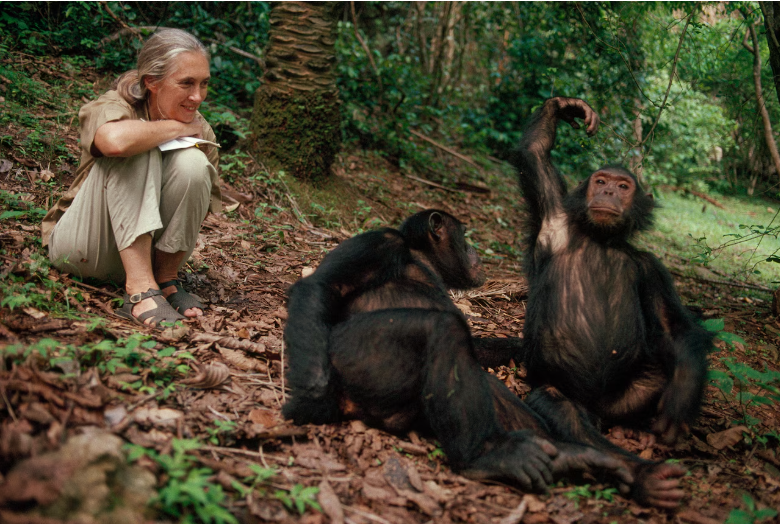 Jane Goodall observando chimpancés en Gombe